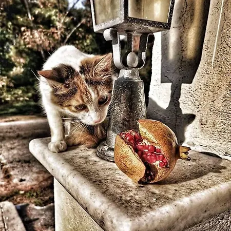 Hotel Anais (adults Only) 3*