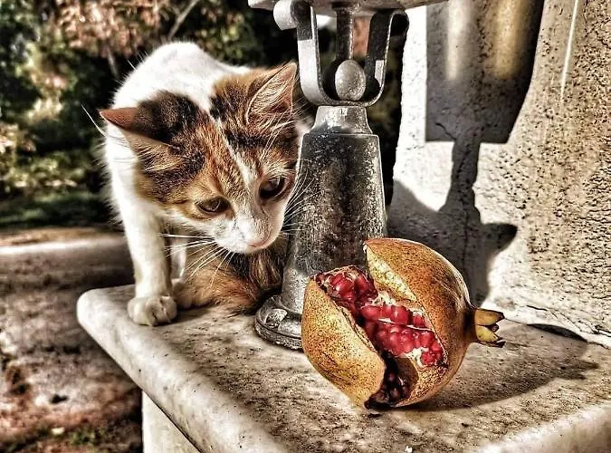 ホテル Anais (adults Only) 3*